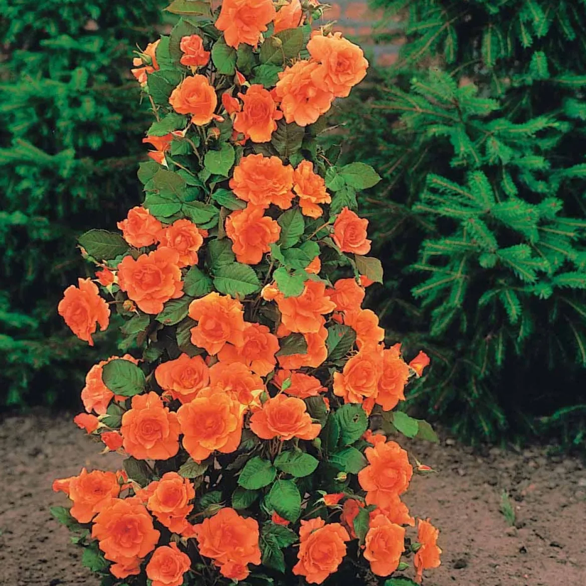 Collection de 4 Rosiers arbustes : Shalom, Korbin, Westerland, Handel - Un jardin fleuri tout l'été