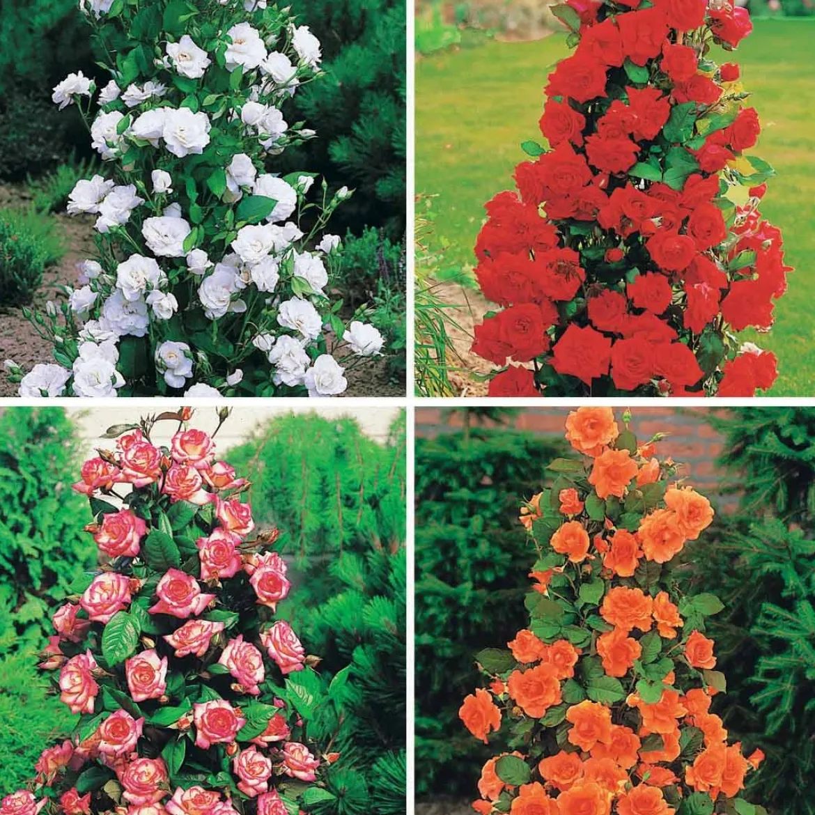 Collection de 4 Rosiers arbustes : Shalom, Korbin, Westerland, Handel - Un jardin fleuri tout l'été