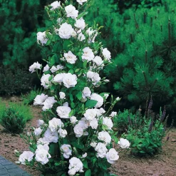 Collection de 4 Rosiers arbustes : Shalom, Korbin, Westerland, Handel - Un jardin fleuri tout l'été