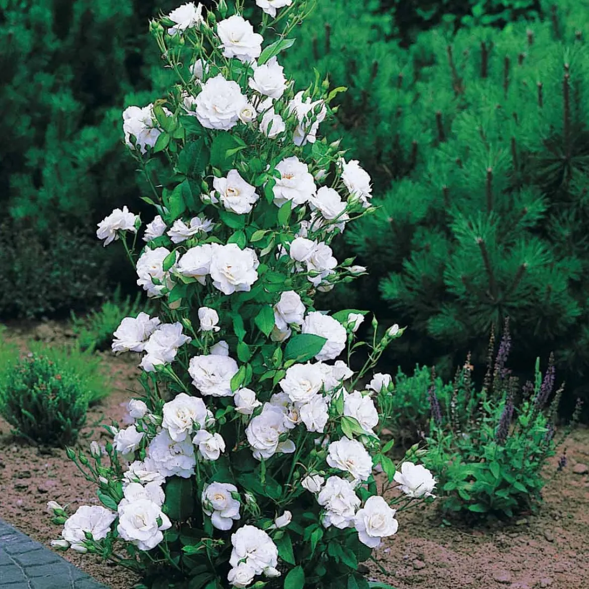 Collection de 4 Rosiers arbustes : Shalom, Korbin, Westerland, Handel - Un jardin fleuri tout l'été