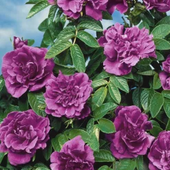 Collection de 2 Rosiers botaniques - Deux rosiers increvables