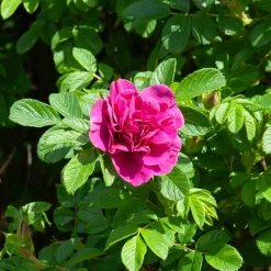 Collection de 2 Rosiers botaniques - Deux rosiers increvables