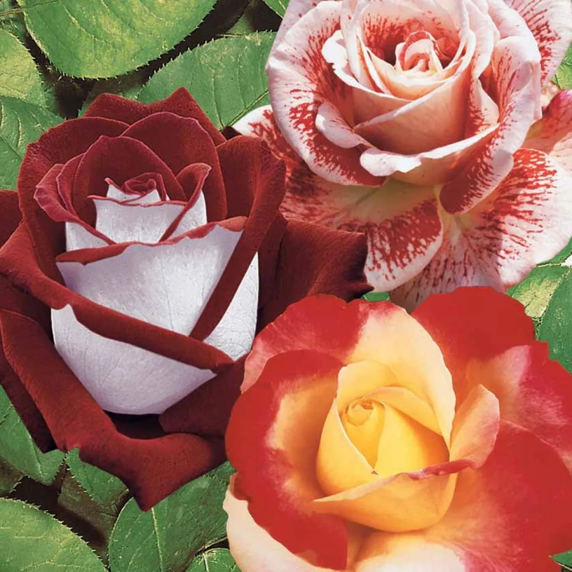 Collection de 3 Rosiers buissons : Osiria, Famosa, Double Delight - 3 parfums, un massif