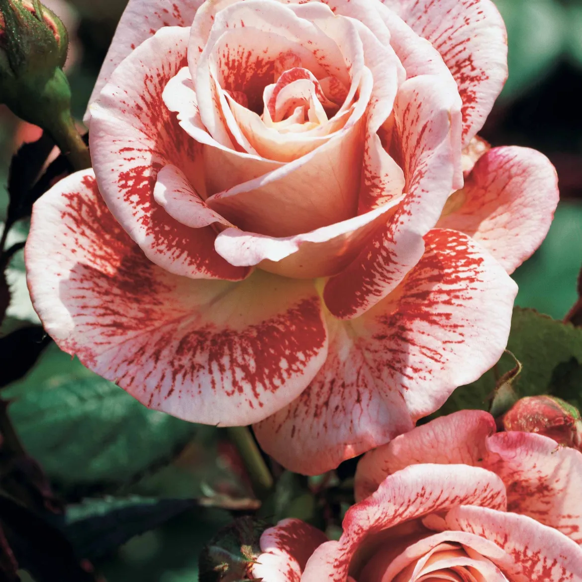 Collection de 3 Rosiers buissons : Osiria, Famosa, Double Delight - 3 parfums, un massif