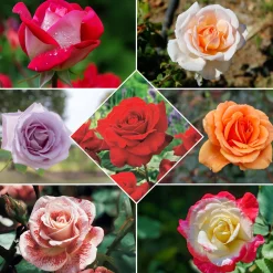 Collection de 7 Rosiers buissons - 7 couleurs, un massif en fête