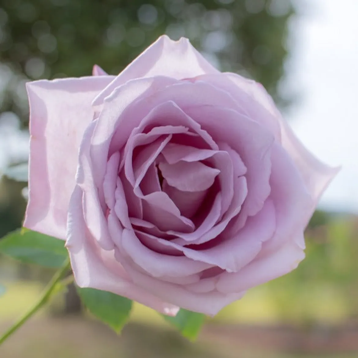Collection de 7 Rosiers buissons - 7 couleurs, un massif en fête