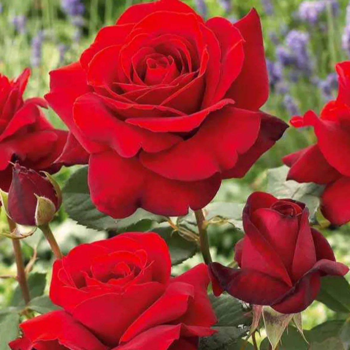 Collection de 7 Rosiers buissons - 7 couleurs, un massif en fête