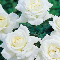 Collection de 3 Rosiers buissons : Black Baccara, Candy stripe, Helga - 3 roses, 3 ambiances au jardin