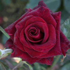Collection de 3 Rosiers buissons : Black Baccara, Candy stripe, Helga - 3 roses, 3 ambiances au jardin