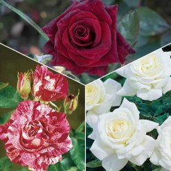 Collection de 3 Rosiers buissons : Black Baccara, Candy stripe, Helga - 3 roses, 3 ambiances au jardin