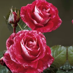 Collection de 3 Rosiers buissons : Famosa, Whisky, Double Delight - 3 couleurs, un jardin fleuri