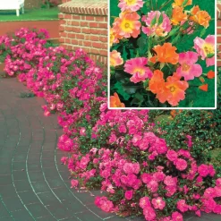 Collection de 6 Rosiers couvre-sols - Un tapis de roses sans effort