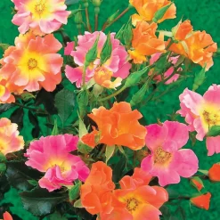 Collection de 6 Rosiers couvre-sols - Un tapis de roses sans effort