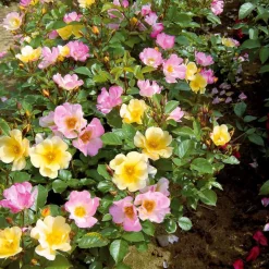 Collection de 6 Rosiers couvre-sols Happy Chappy et Wonderland - Un tapis de roses sans effort