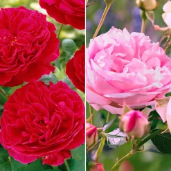 Collection de 2 Rosiers floribunda : Red Leonardo Da Vinci et Leonardo Da Vinci - Deux roses, un massif de rêve