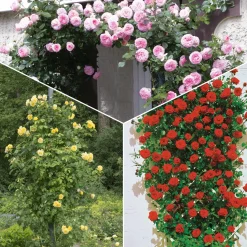 Collection de 3 Rosiers grimpants : Ronsard, Golden Gate, Santana - Un mur fleuri tout l'été