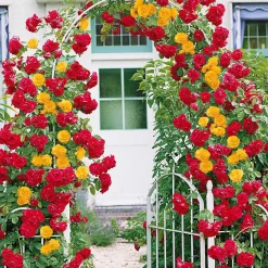 Collection de 2 Rosiers grimpants Vlammenspel et Paul's Lemon Pillar - Un mur de fleurs tout l'été