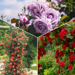 Collection de 3 Rosiers grimpants : Métanoïa, Musimara, Indigoletta - Un mur fleuri tout l'été