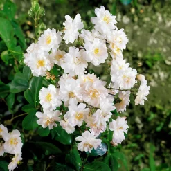 Collection de 2 Rosiers lianes Immensee blanc et Petite duchesse - Un mur de roses en un été
