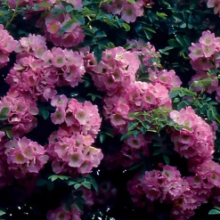 Collection de 2 Rosiers lianes Immensee blanc et Petite duchesse - Un mur de roses en un été