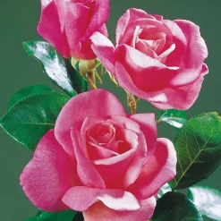 Collection de 5 Rosiers pour bouquets - Vos bouquets maison toute la saison