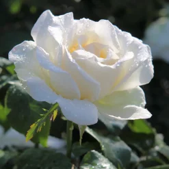 Collection de 5 Rosiers pour bouquets - Vos bouquets maison toute la saison