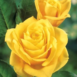 Collection de 5 Rosiers pour bouquets - Vos bouquets maison toute la saison