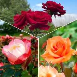 Collection de 3 Rosiers sans entretien - 3 rosiers, zéro prise de tête
