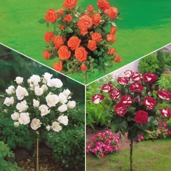 Collection de 3 Rosiers tiges : Ramona, Korbin, Osiria - 3 roses, 3 hauteurs de charme