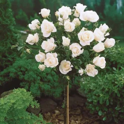 Collection de 3 Rosiers tiges : Ramona, Korbin, Osiria - 3 roses, 3 hauteurs de charme