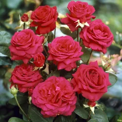 Collection de 3 Rosiers tiges : Walztime, Sunsilk, Dame de Cœur - 3 couleurs, un jardin en fête