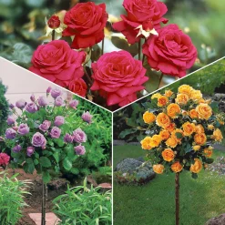 Collection de 3 Rosiers tiges : Walztime, Sunsilk, Dame de Cœur - 3 couleurs, un jardin en fête