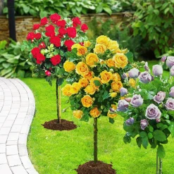 Collection de 3 Rosiers tiges : Walztime, Sunsilk, Dame de Cœur - 3 couleurs, un jardin en fête