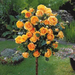 Collection de 3 Rosiers tiges : Walztime, Sunsilk, Dame de Cœur - 3 couleurs, un jardin en fête