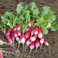 Collection de 7 sachets de graines pour potager - Parfait pour débuter