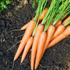 Collection de 7 sachets de graines pour potager - Parfait pour débuter