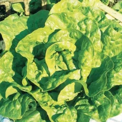 Collection de 7 sachets de graines pour potager - Parfait pour débuter