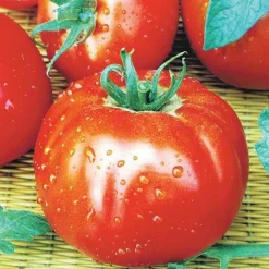Collection de 7 sachets de graines pour potager - Parfait pour débuter
