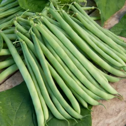 Collection de 7 sachets de graines pour potager - Parfait pour débuter