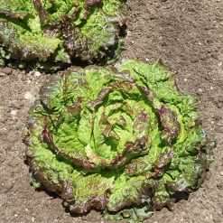 Collection de 3 salades Batavia - Salades fraîches tout l'été