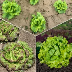 Collection de 3 salades Batavia - Salades fraîches tout l'été