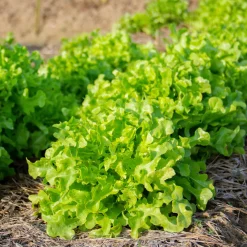 Collection de salades à couper - Coupez, ça repousse