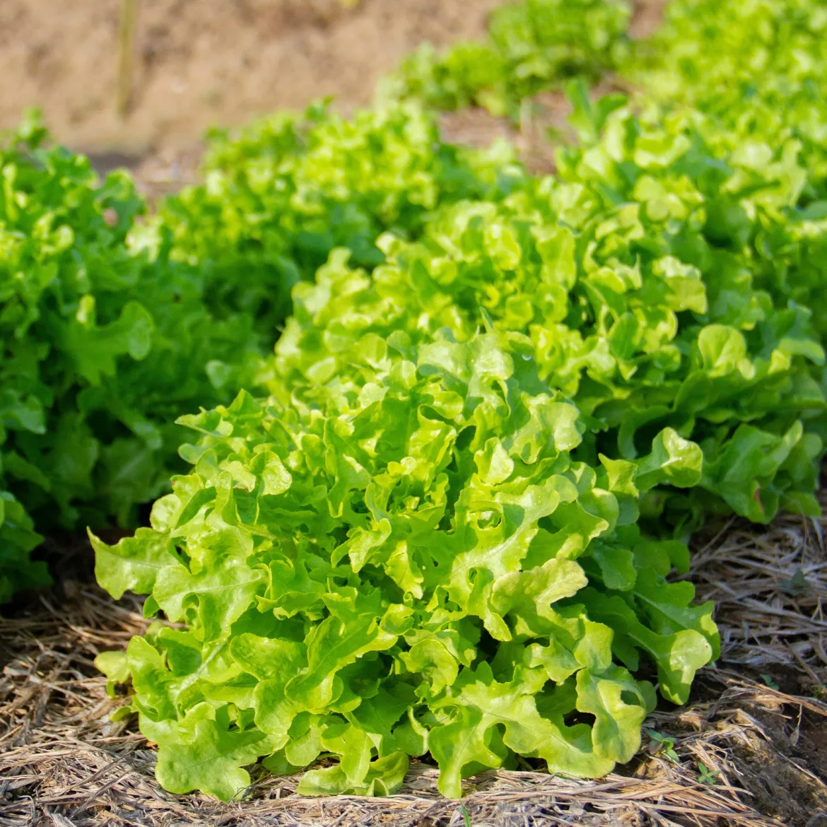 Collection de salades à couper - Coupez, ça repousse