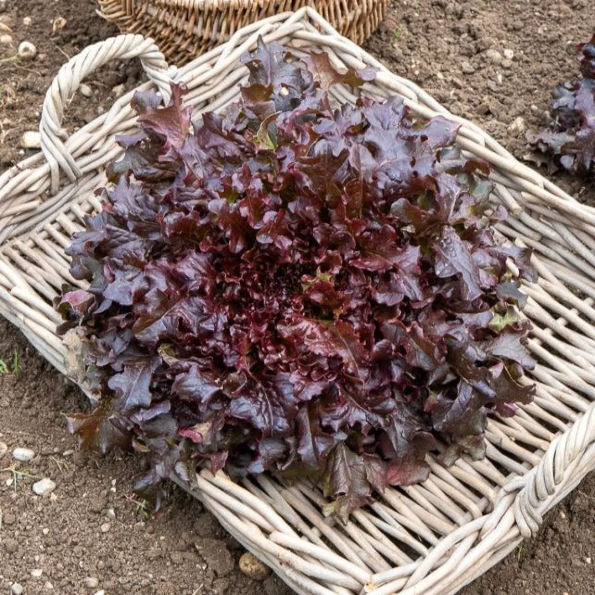 Collection de salades à couper - Coupez, ça repousse
