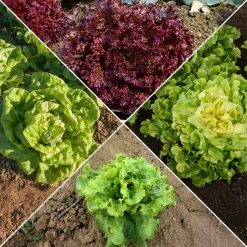 Collection de salades - 7 mois de salades fraîches