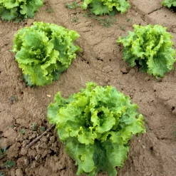 Collection de salades - 7 mois de salades fraîches