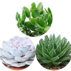 Collection de 3 succulentes - Aloé, Echeveria, Crassula - Trois succulentes, zéro effort