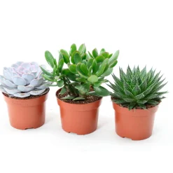 Collection de 3 succulentes - Aloé, Echeveria, Crassula - Trois succulentes, zéro effort