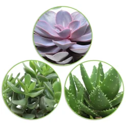 Collection de 3 succulentes - Crassula 'Minova Magic' et 2 Gasterias - Trois plantes, zéro effort