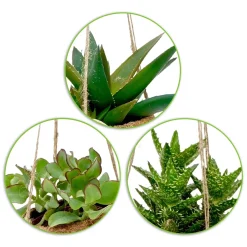 Collection de 4 succulentes et ses pots en fibre de noix de coco - 4 plantes prêtes à poser